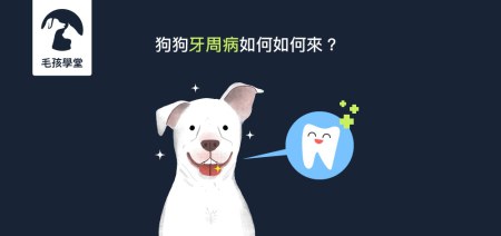 狗狗牙周病如何而來!?牙周病的症狀與預防